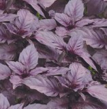 Фиолетовый джигит